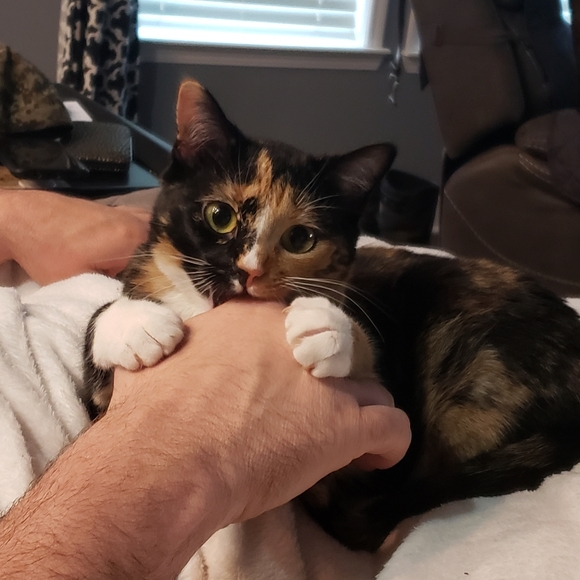 😻 Meet Your Posher's Cats! 😻 - Picture 5 of 15